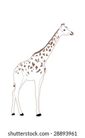 Long neck white giraffe drawing.