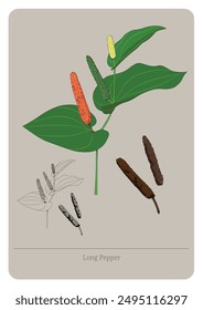 Planta y semilla de pimiento largo (Piper Longum, Pippali). Ilustración plana de Vector.