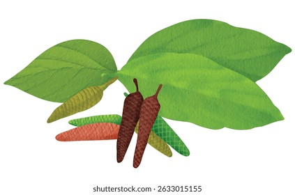 Long Pepper Spice and  Pippali Plant. Piper longum. Cosmetic, perfumery and medical plant. 