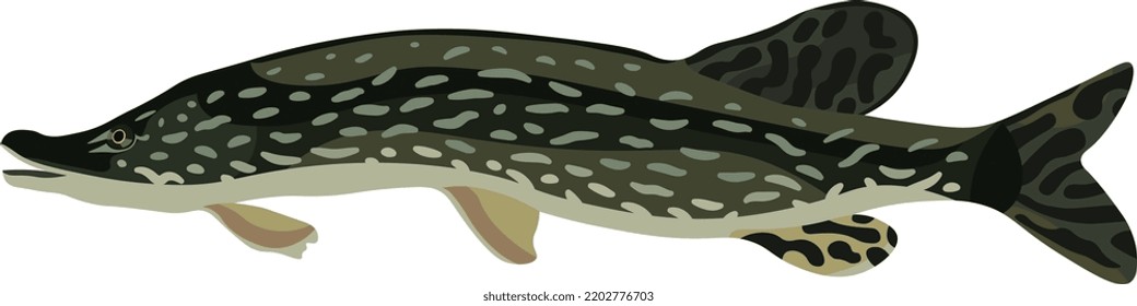 Long pike fish underwater animal wildlife illustration