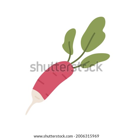 Long pink tuber of fresh radish with tops. Icon of raw root vegetable with leaves. Organic farm veggie. Flat vector illustration of healthy food isolated on white background