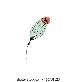 Long poppy capsule