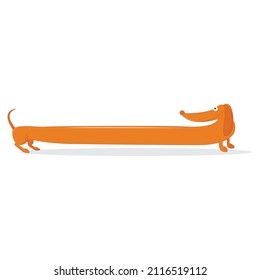 Long purebred dachshund dog vector illustration