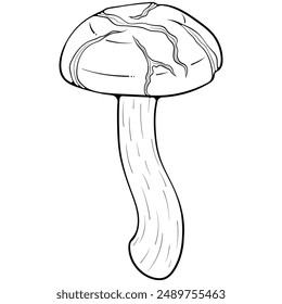 Long shiitake mushroom. Asian raw edible forest fungi. Vector illustration in hand drawn sketch doodle style. Line art graphic organic vegetarian food isolated on white for coloring book, print