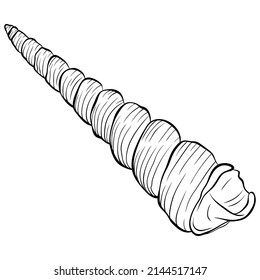 Long spiral seashell. Vector hand drawn line art illustration isolated on white. Element for design seafood shop or menu, decor, label. Suitable for coloring book page. Sketch close up illustration