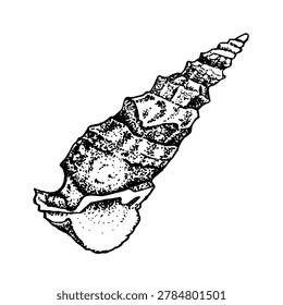 Long spiral shell engraving in antique monochrome ink style. Marine vector illustration isolated on white background. Nautical coastal clipart for packaging, branding, logos, patterns, beach decor.