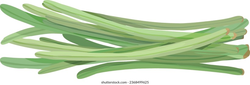 Long String Beans. Snake Beans. Asian Vegetable Illustration Vector.