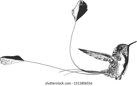 Long Tail Humming Bird Hand Drawn Graphic Vector illustration