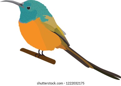Long tailed orange blue bird illustration
