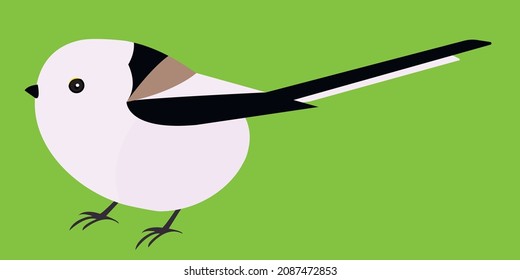 long - tailed tit vector bird (Aegithalos caudatus) isolated. white fluffy round bird