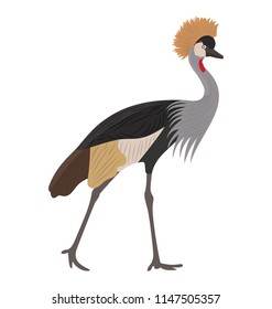 
Long thin bird animal with pointed beak and crown on head, crown crane bird 
