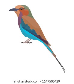 
Long thin feather bird with small face depicting red cheeked cordon bleu 
