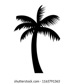 
Long trunk palm tree
