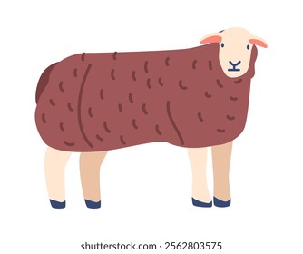 Long wool sheep breed vector illustration