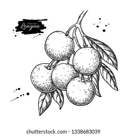 Longan branch vector drawing. Hand drawn tropical fruit illustration. Engraved summer fruit. Botanical object with leaves. Vintage sketch for label, juice packaging design, menu