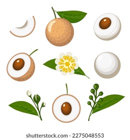 Longan colored cartoon isolated. Thai dragons eyes peeled fruits seeds flowers leaves inflorescence macro vector illustration