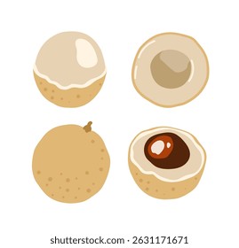 Longan, dragon eye fruit. Tropical exotic fruit. Whole, halved piece. Vector hand-drawn illustration, isolated on white background.