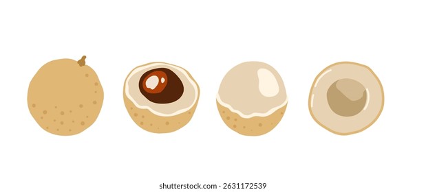 Longan, dragon eye fruit. Tropical exotic fruit. Whole, halved piece. Vector hand-drawn illustration, isolated on white background.