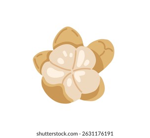 Longan, fruta de olho de dragão. Fruta descascada tropical exótica. Ilustração à mão desenhada por vetor, isolada sobre fundo branco.