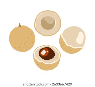 Longan, dragon eye fruit. Tropical exotic fruit. Whole, halved peeled piece. Vector hand-drawn illustration, isolated on white background.