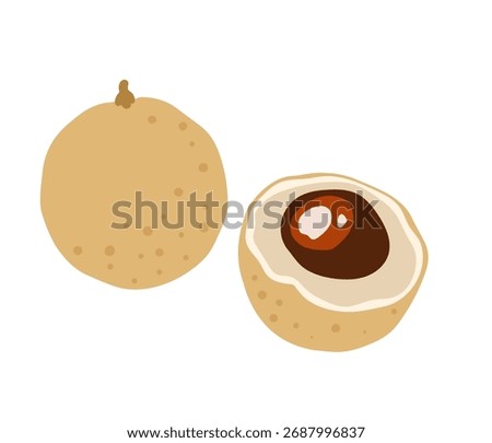 Longan, dragon eye fruit. Tropical exotic fruit. Whole, halved piece. Vector hand-drawn illustration, isolated on white background.