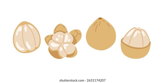 Longan, dragon eye tropical exotic fruit set. Whole, cut, peeled fruit. Vector hand-drawn illustration, isolated on white background.