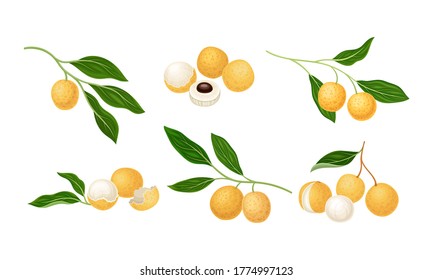 Longan Exotic Circular Fruit with Tan Peel and Translucent Flesh Vector Set