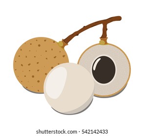 Longan exotic fruit vector illustration. Whole, slice of tropical fruit. Sweet vitamin vegetarian dessert. Flat style.