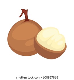 Longan exotic tropical fruit peeled to flesh. Vector flat isolated icon for juice or dessert label design