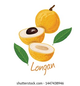 Longan, fruit doodle drawings vector illustration.