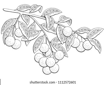 Longan fruit graphic branch black white isolated sketch illustration vector