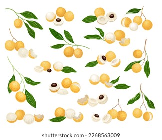 Longan Fruit with Kernel and Thick Skin Big Vector Set