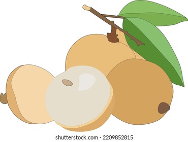 Longan fruit on a white background. Vector illustration design