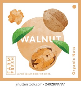 Longan Fruit packaging design templates, watercolour style vector illustration.