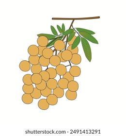 Longan fruit vector design new version in cartoon style. Leaf. Cute longan fruits with leaves and branch isolated on white background. Light brown color. Realistic illustration latest version. Unique