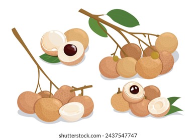 Longan Fruits branchs and peel group