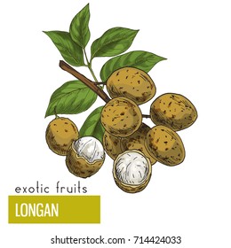 Longan, fruits wuth leaves. Exotic fruits, hand drawn vector illustration, colored sketch. 