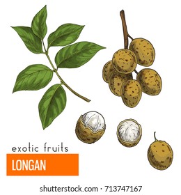 Longan. Full color realistic hand drawn vector illustration.