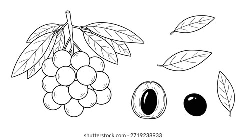 Longan hand drawn set. Includes whole and peeled fruit with leaves and seeds for packaging or logo project vector.