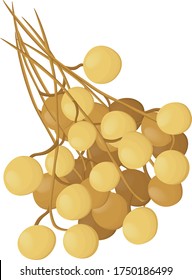 Longan icon. Vector longan fruit for web design on a white background