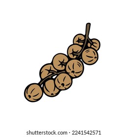Longan illustration for food and drink business