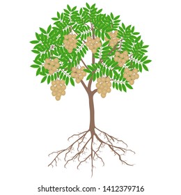Longan tree with fruit and roots on a white background.