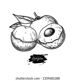Longan vector drawing. Hand drawn tropical fruit illustration. Engraved summer fruit. Whole and sliced objects with leaves. Botanical vintage sketch for label, juice packaging design, menu