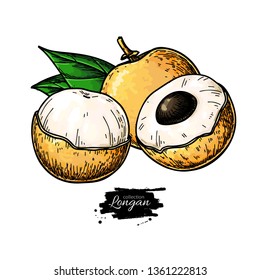 Longan vector drawing. Hand drawn tropical fruit illustration. Colorful summer fruit. Whole and sliced objects with leaves. Botanical vintage sketch for label, juice packaging design, menu