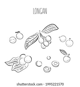 Longan vector drawing. Hand drawn tropical fruit illustration. Colorful summer fruit. Whole and sliced objects with leaves. Botanical vintage sketch for label, juice packaging design, menu.