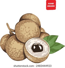 Longan vector drawing. Hand drawn tropical fruit illustration. Colorful summer fruit. Whole and sliced