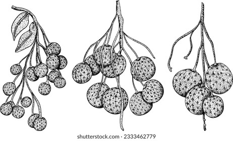 Longan vector hand drawing set tropical fruit illustration. Engraved dimocarpus longan fruit, summer fruit.