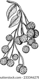 Dibujo de la mano del vector longaneso puso la ilustración de frutas tropicales. Frutos de longan de dimocarpus grabados, fruto de verano.
