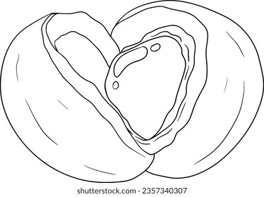 Dibujo de la mano del vector longaneso puso la ilustración de frutas tropicales. Linea de fruta de longan, fruta de verano.
