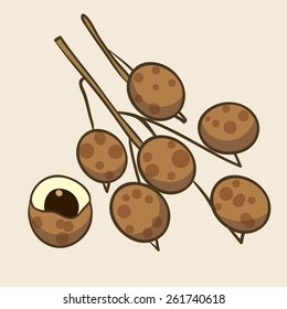 Longan, vector Illustration. Exotic fruit. Hand-drawn style.